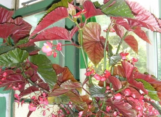 秋海棠叶的象征与寓意（揭秘秋海棠叶的神秘力量）