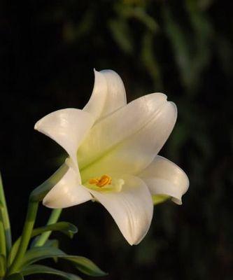 百合花冬天会冻死吗？如何在寒冷季节保护百合花？