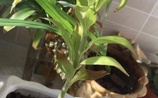 百合花冬天会冻死吗？如何在寒冷季节保护百合花？