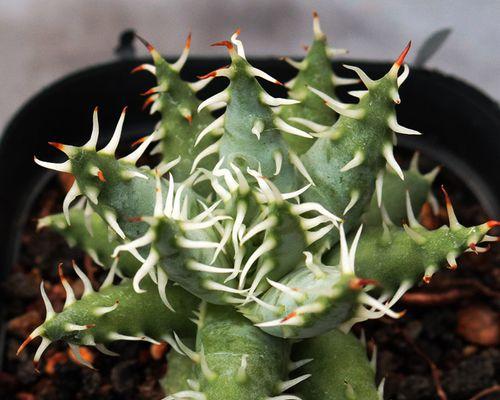 百合花冬天会冻死吗？如何在寒冷季节保护百合花？