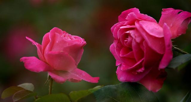 月季花的象征意义与传说（花开花谢）