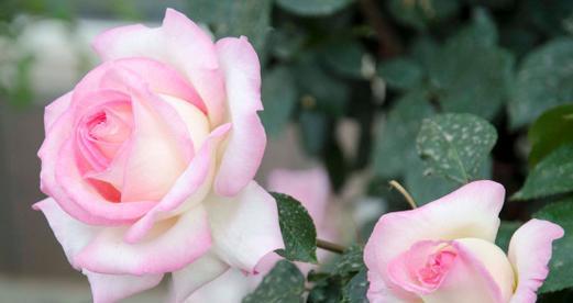 月季花的象征意义与传说（花开花谢）