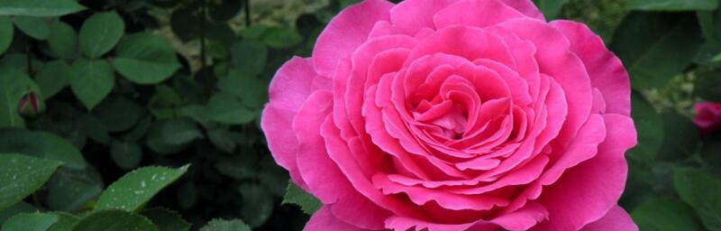 月季花的象征意义与传说（花开花谢）