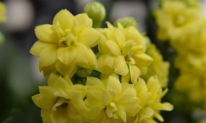 长寿花长什么样？它的特点有哪些？