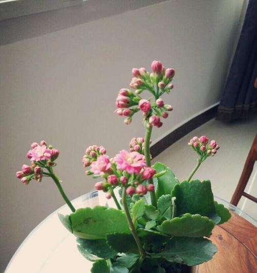 长寿花长什么样？它的特点有哪些？