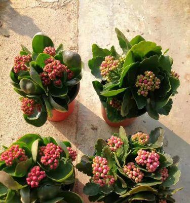 长寿花长什么样？它的特点有哪些？