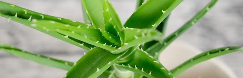 芦荟花语的象征与寓意（揭示芦荟花背后的意义与代表）