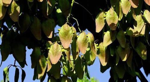 青桐树种子可以吃吗？食用安全性和营养价值解析？