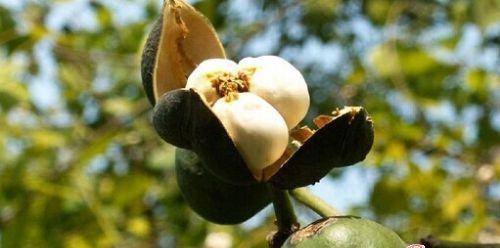 青桐树种子可以吃吗？食用安全性和营养价值解析？