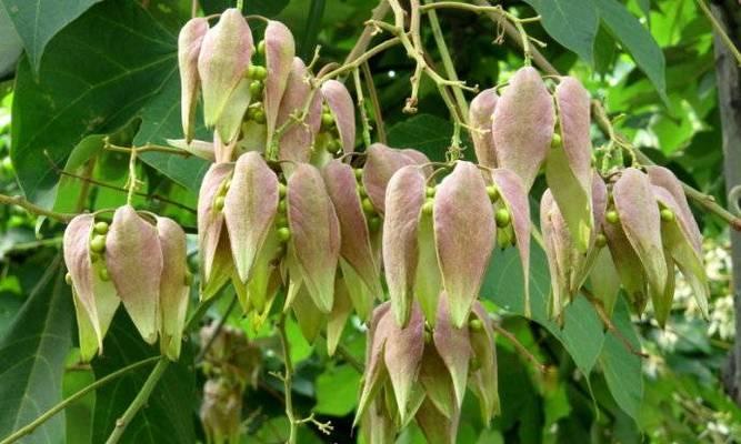 青桐树种子可以吃吗？食用安全性和营养价值解析？