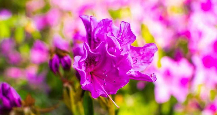 杜鹃花语的解读和文化内涵 杜鹃的花语与寓意——揭示美丽与自由的象征