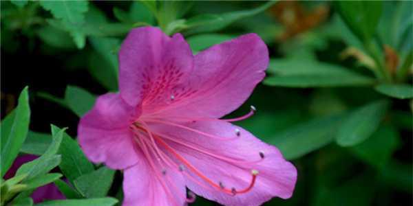 杜鹃花语的解读和文化内涵 杜鹃的花语与寓意——揭示美丽与自由的象征