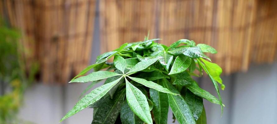 矿泉水浇发财树可行吗？对植物生长有何影响？