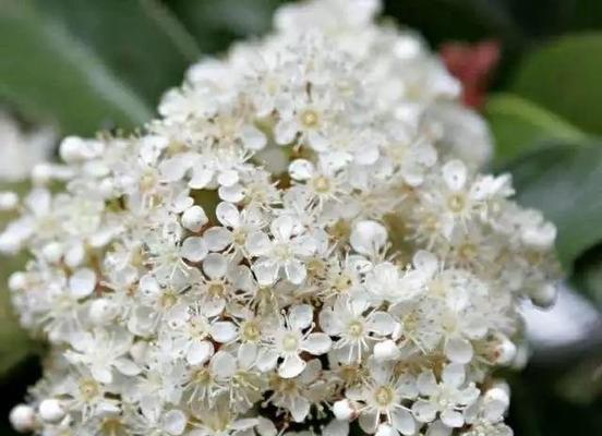 花语背叛（揭示人们内心最深处的背叛情绪）