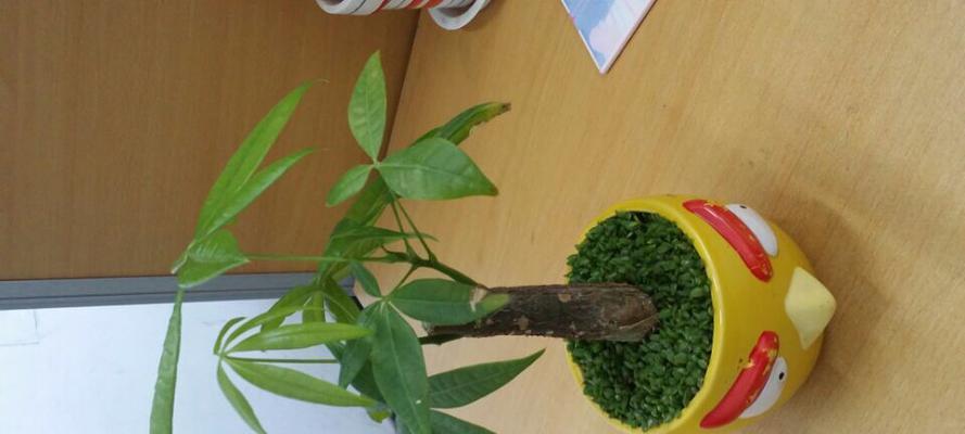 矿泉水浇发财树可行吗？对植物生长有何影响？