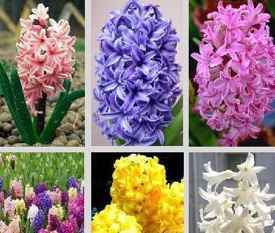 花语背叛（揭示人们内心最深处的背叛情绪）