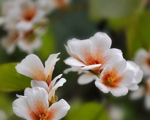 油桐花是什么颜色的?油桐花的特征和颜色有哪些? 油桐花是什么颜色的?油桐花的特征和颜色有哪些?