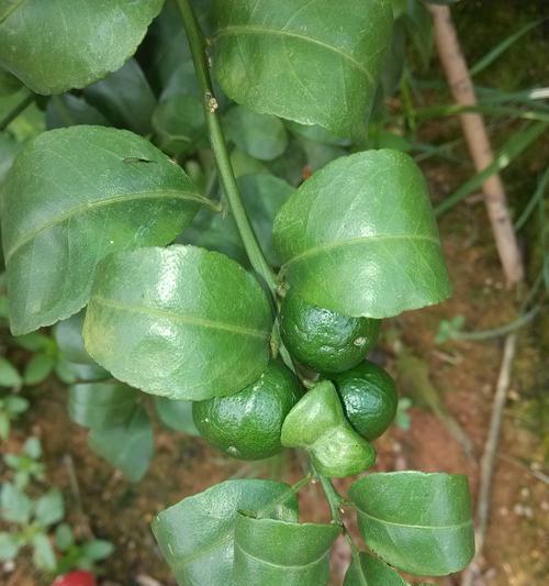 桔子树叶子卷曲了怎么办?找出原因并解决! 桔子树叶子卷曲了怎么办?找出原因并解决!