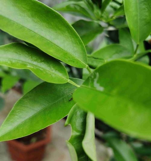 桔子树叶子卷曲了怎么办?找出原因并解决! 桔子树叶子卷曲了怎么办?找出原因并解决!