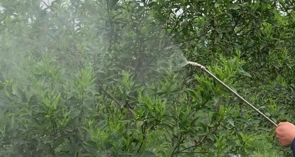 桔子树叶子卷曲了怎么办?找出原因并解决! 桔子树叶子卷曲了怎么办?找出原因并解决!