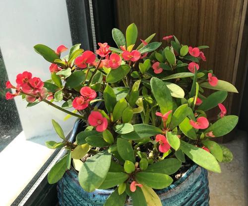 虎刺梅花（探寻虎刺梅花的内涵与寓意）