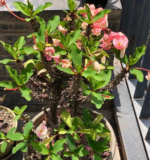 虎刺梅花（探寻虎刺梅花的内涵与寓意）