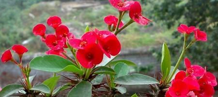 虎刺梅花（探寻虎刺梅花的内涵与寓意）