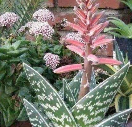 芦荟什么时候开花？如何判断芦荟的花期？