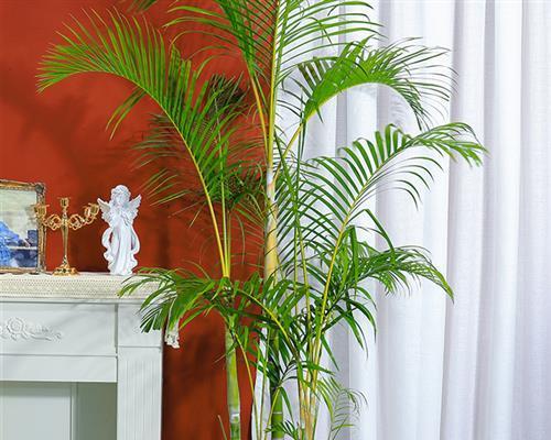 以散尾葵的寓意（探索散尾葵的象征意义与美学价值）