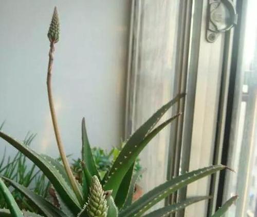 芦荟什么时候开花？如何判断芦荟的花期？