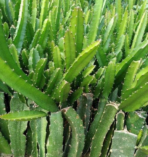 火龙果可以用沙子种植吗？种植火龙果的正确土壤是什么？