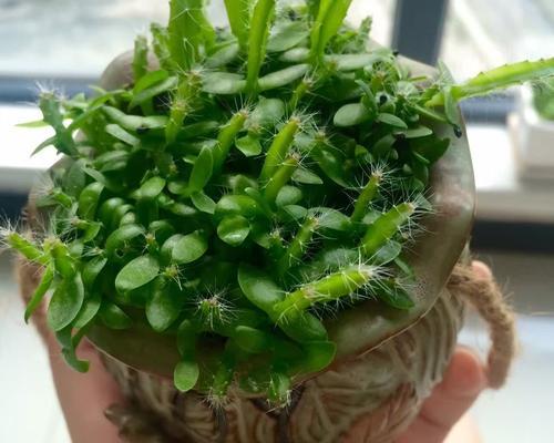 火龙果可以用沙子种植吗？种植火龙果的正确土壤是什么？