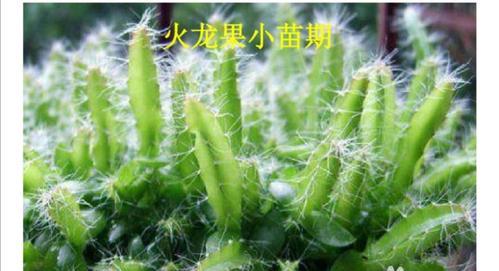 火龙果可以用沙子种植吗？种植火龙果的正确土壤是什么？