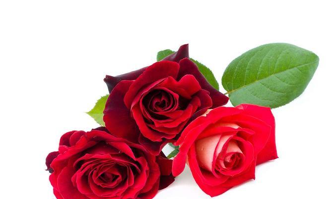 三朵玫瑰的象征意义（揭示玫瑰的情感）
