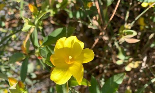 迎春花叶子发蔫怎么办？如何有效补救？