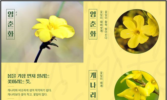 迎春花叶子发蔫怎么办？如何有效补救？