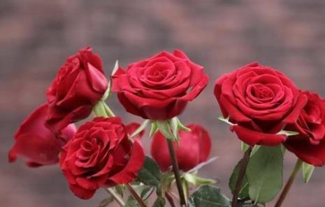 送给老师的花（感激之情如花绽放）