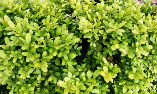 黄杨是什么植物？它的特点和用途有哪些？