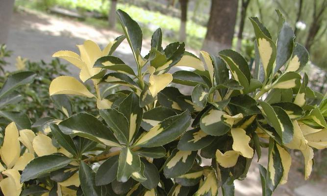 黄杨是什么植物？它的特点和用途有哪些？