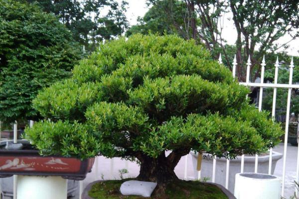 黄杨是什么植物？它的特点和用途有哪些？