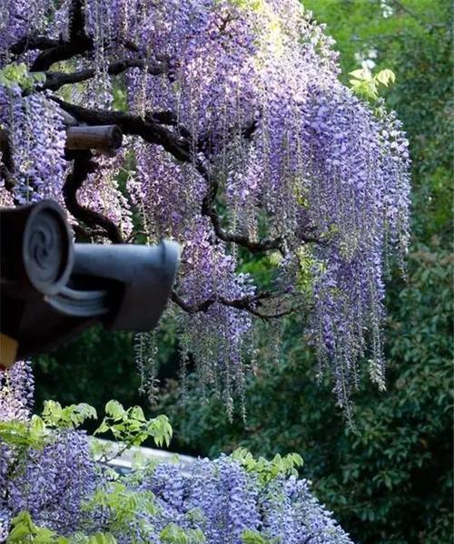 探索紫藤萝作为象征的原因与象征意义解析 紫藤萝的命运与象征意义