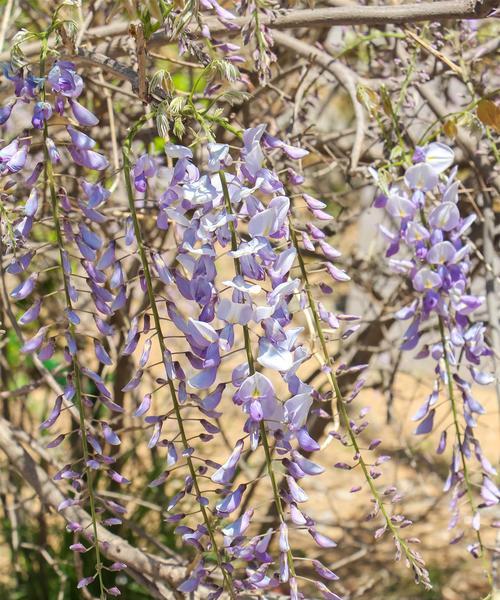 紫藤萝的命运与象征意义（探索紫藤萝作为象征的原因与象征意义解析）