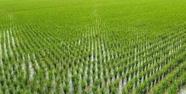 水稻是水生植物吗？了解水稻的生长环境和特性