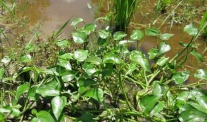 水稻是水生植物吗？了解水稻的生长环境和特性