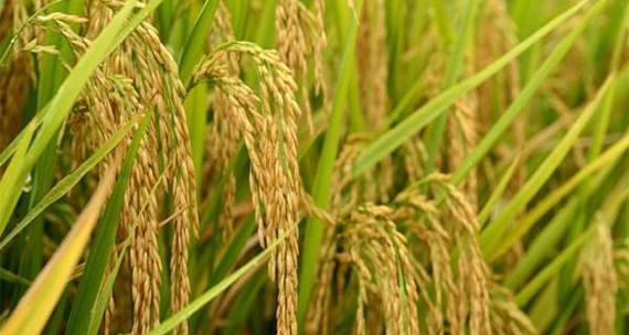 水稻是水生植物吗？了解水稻的生长环境和特性