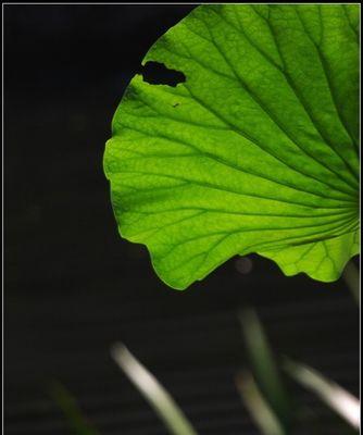 清廉之草——拥抱植物世界的纯净力量（探寻代表清廉的植物）
