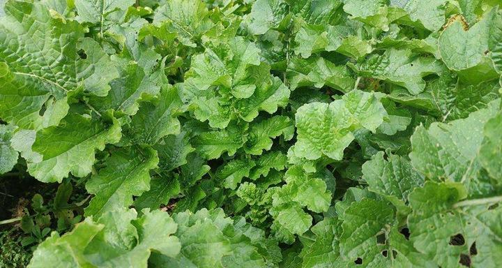 白萝卜种子是怎么来的？购买和种植的常见问题解答