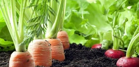 白萝卜种子是怎么来的？购买和种植的常见问题解答