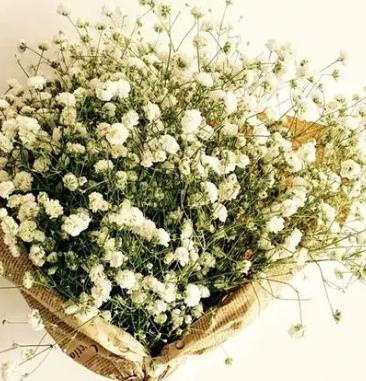 满天星的含义与象征意义（绽放如星）