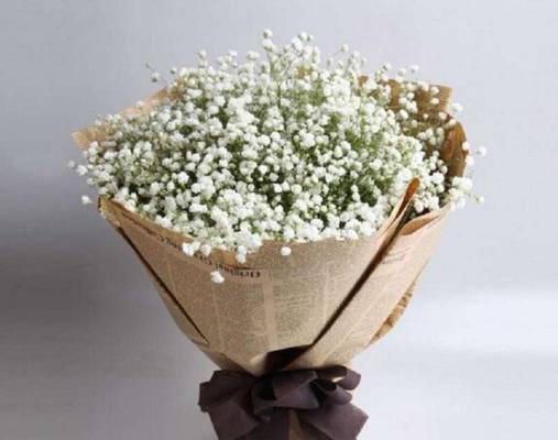 绽放如星 满天星的含义与象征意义